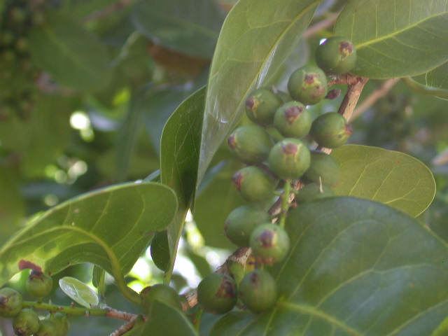 معرفی و راهنمای پرورش درختان میوه - آلوی پیجِن